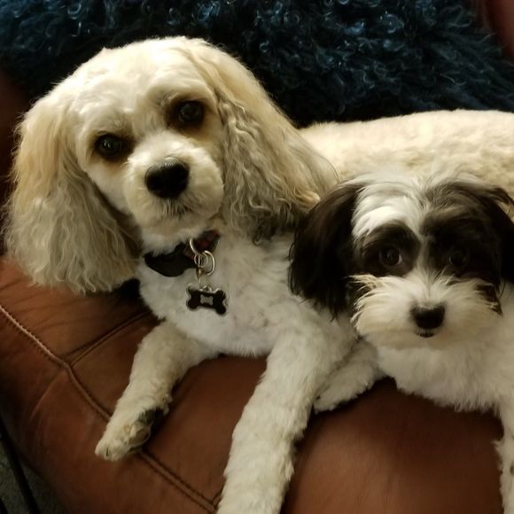 Meet your Posher, Lynne - Picture 1 of 1